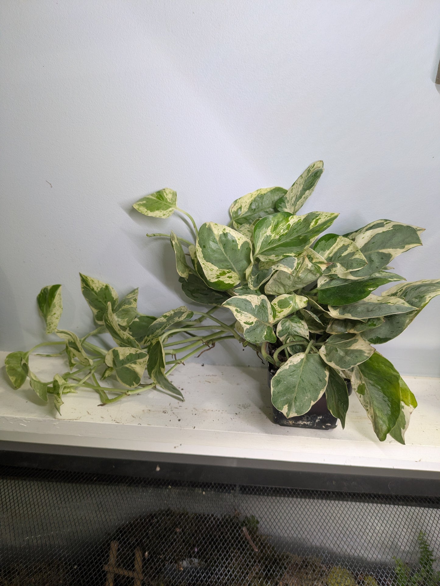 Pothos Pearls & Jade 4"