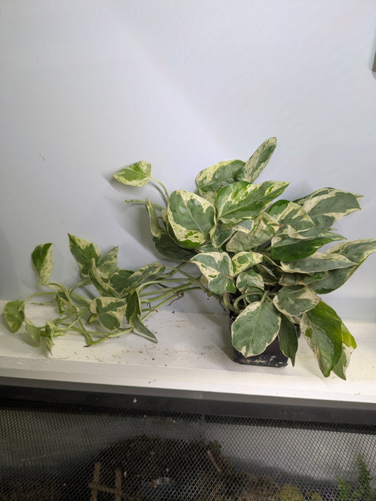 Pothos Pearls & Jade 4"