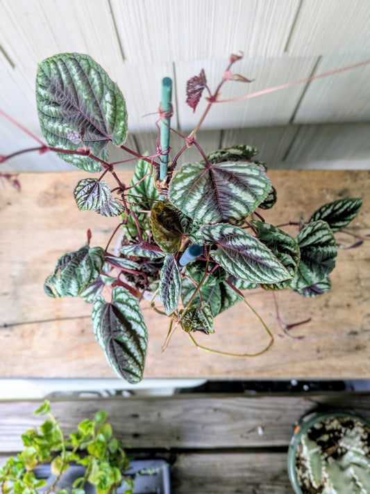 Ciccus Discolor Begonia Vine 4" Tall
