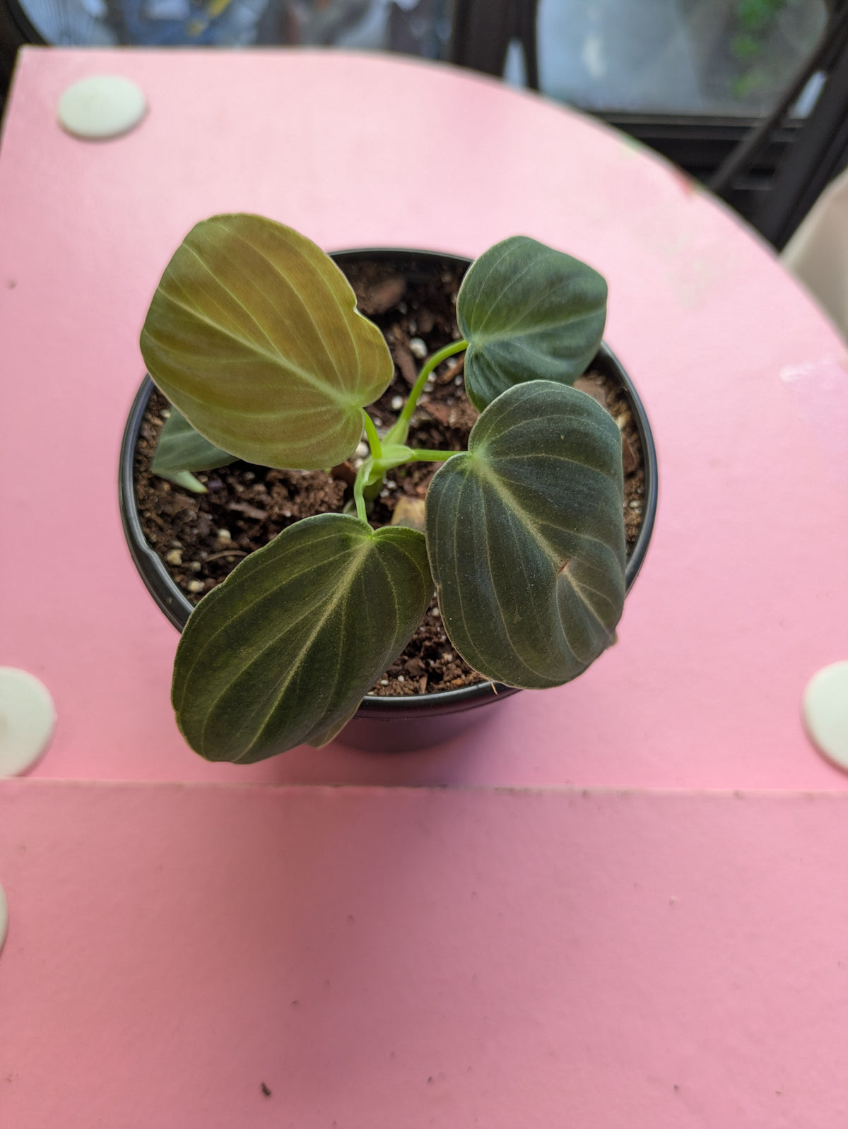 Philodendron Melanochrysum 4"