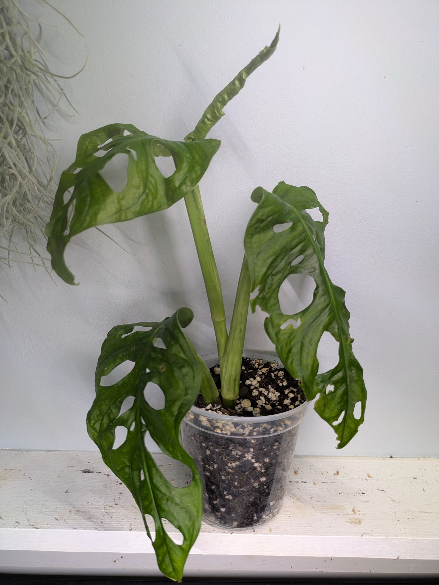 Adansonii Monstera 4"