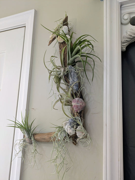 Unique Driftwood Seashell Air Plant Tillandsia Display Art 14+"