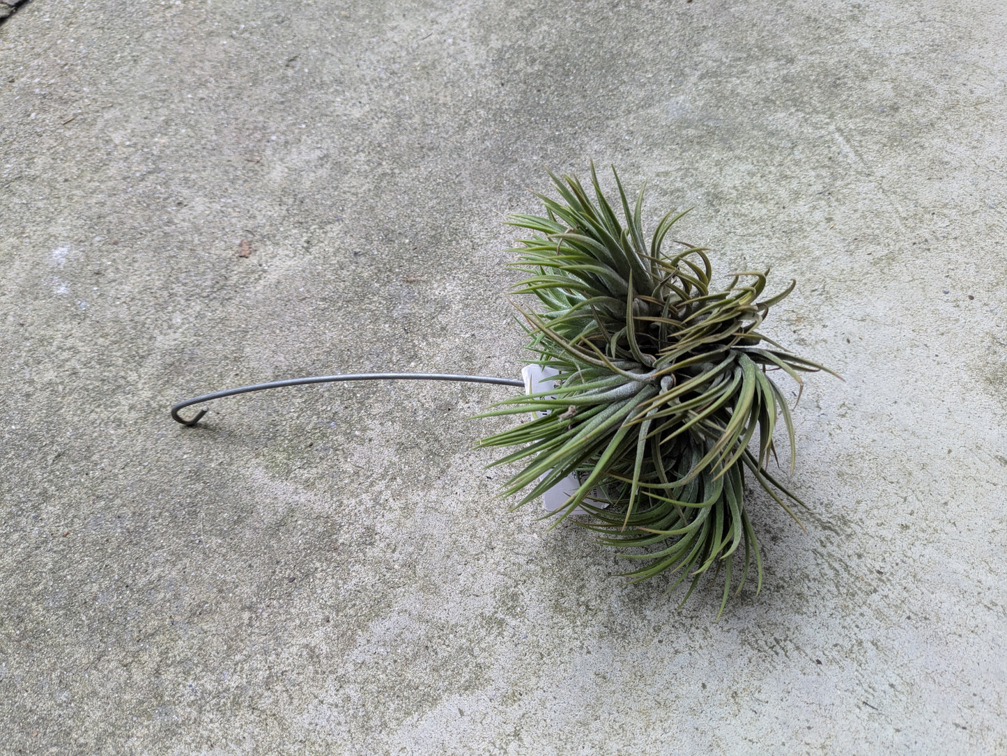 Air Plant Tillandsia Rubra Cluster 6"