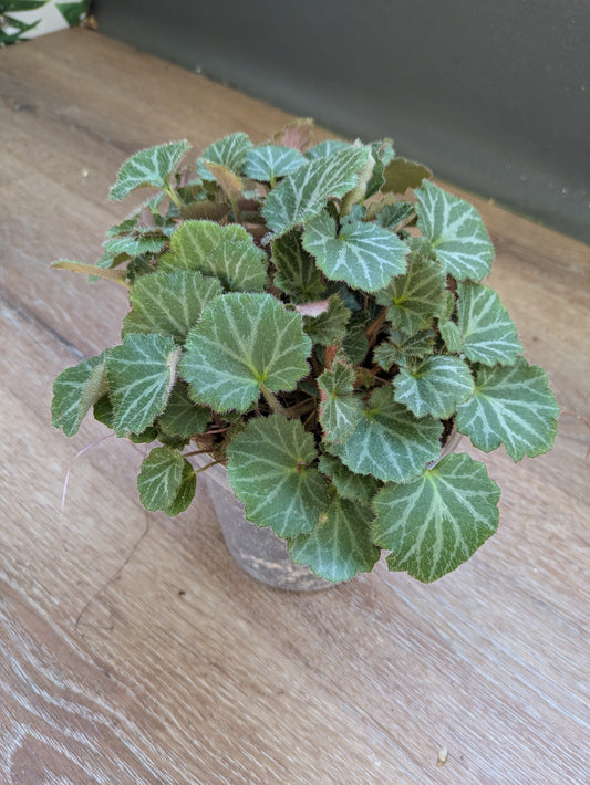 Strawberry Begonia Saxifraga Stolonifera 5"