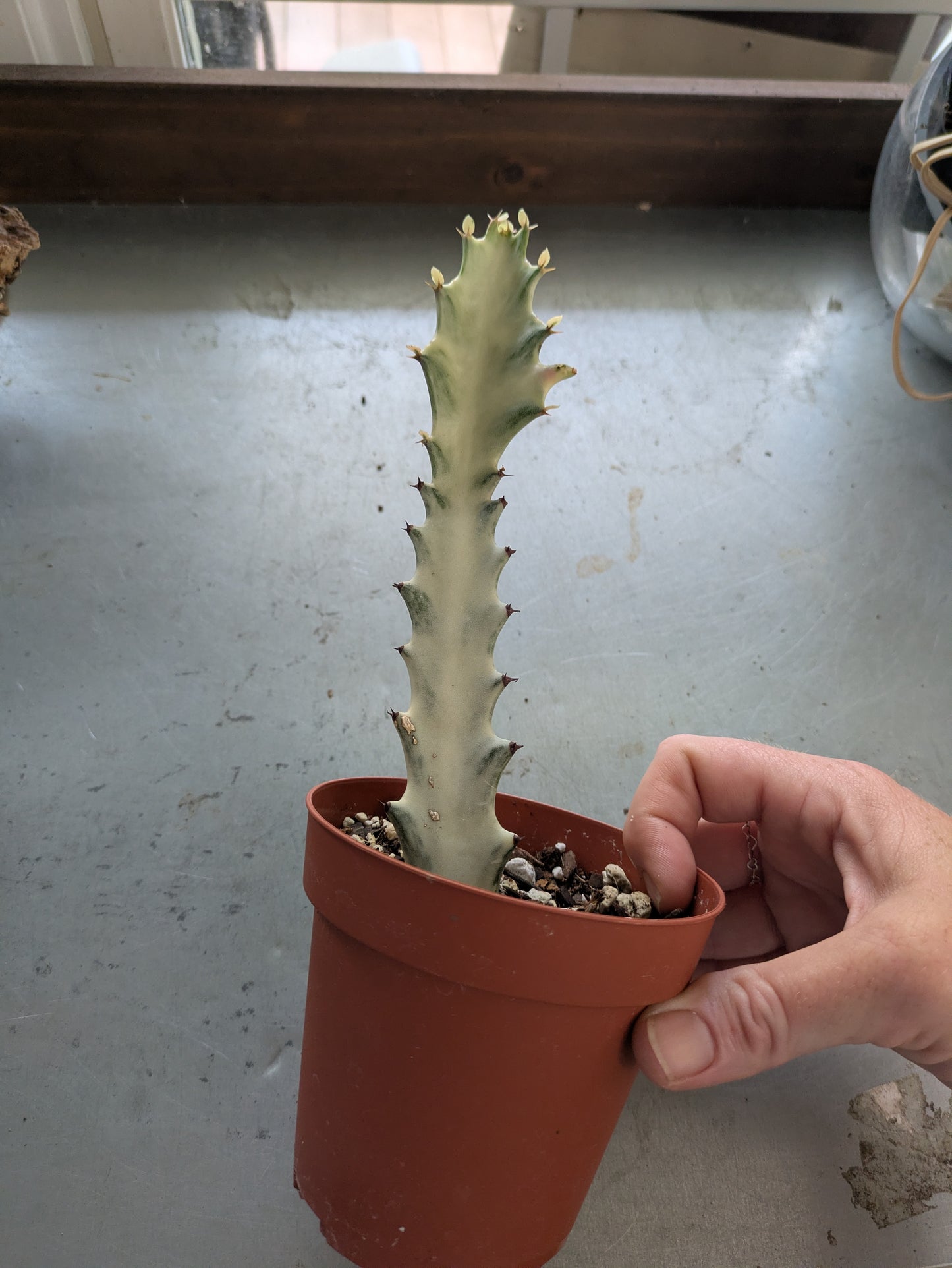 Euphorbia Dragon Bone Variegated White Ghost Cactus 6' (Copy)