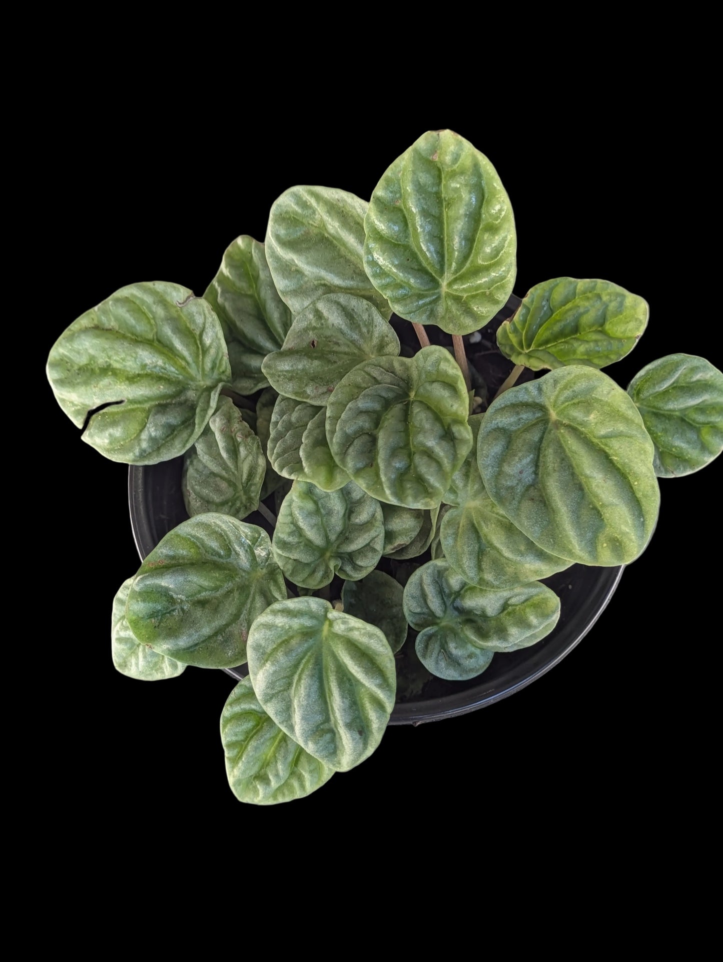 Peperomia Ripple 4"
