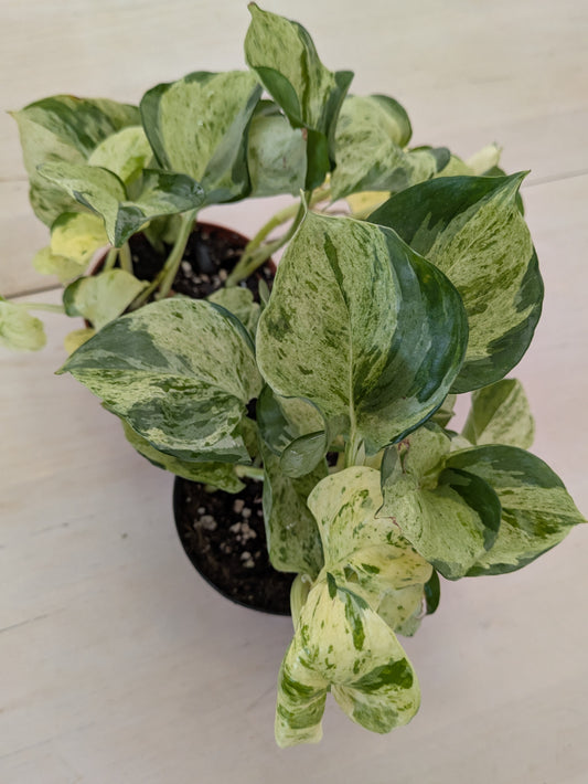 Manjula Pothos 4" Pot