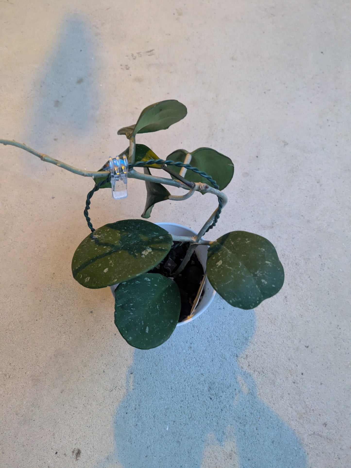 Hoya Obovata Splash 4" on Trellis