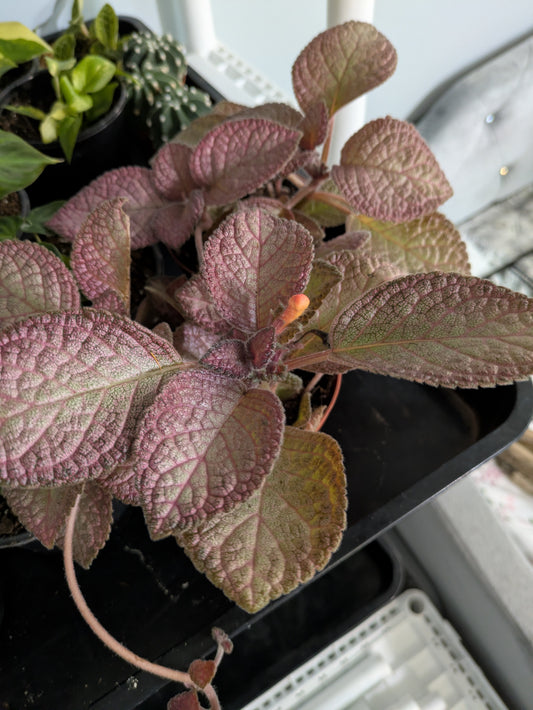 Episcia strawberry mist flame Violet 4"