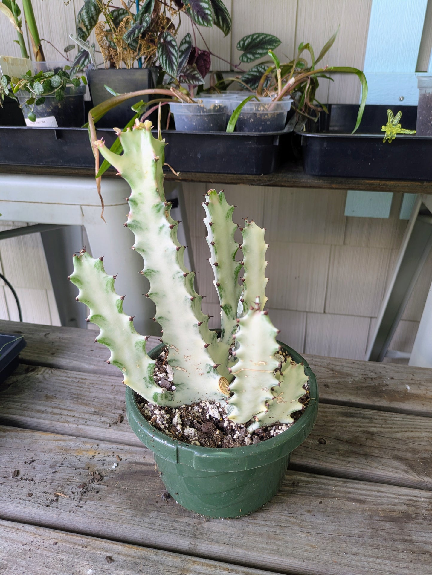 Euphorbia Dragon Bone Variegated White Ghost Cactus 6'