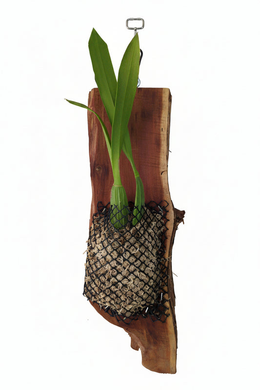 Orchid Oncidium Yellow Dancing Lady Mounted on Natural Cedar