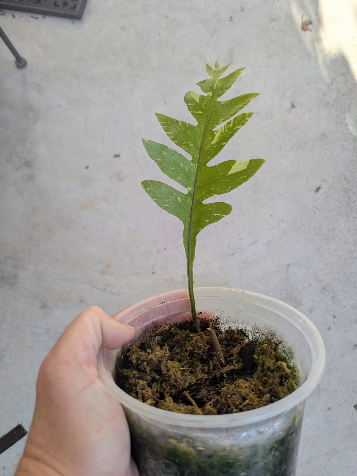 Drynaria Quercifolia Variegated Oak Leaf Fern Variegated