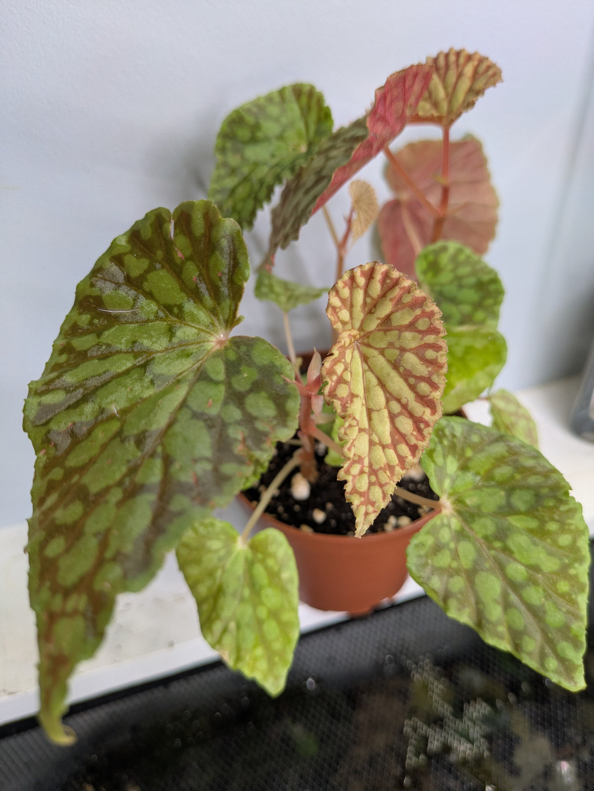 Begonia Chlorosticta Red Form Terrarium Plant 4"