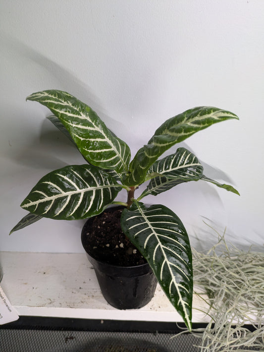 Zebra Plant Aphelandra Squarrosa 4"