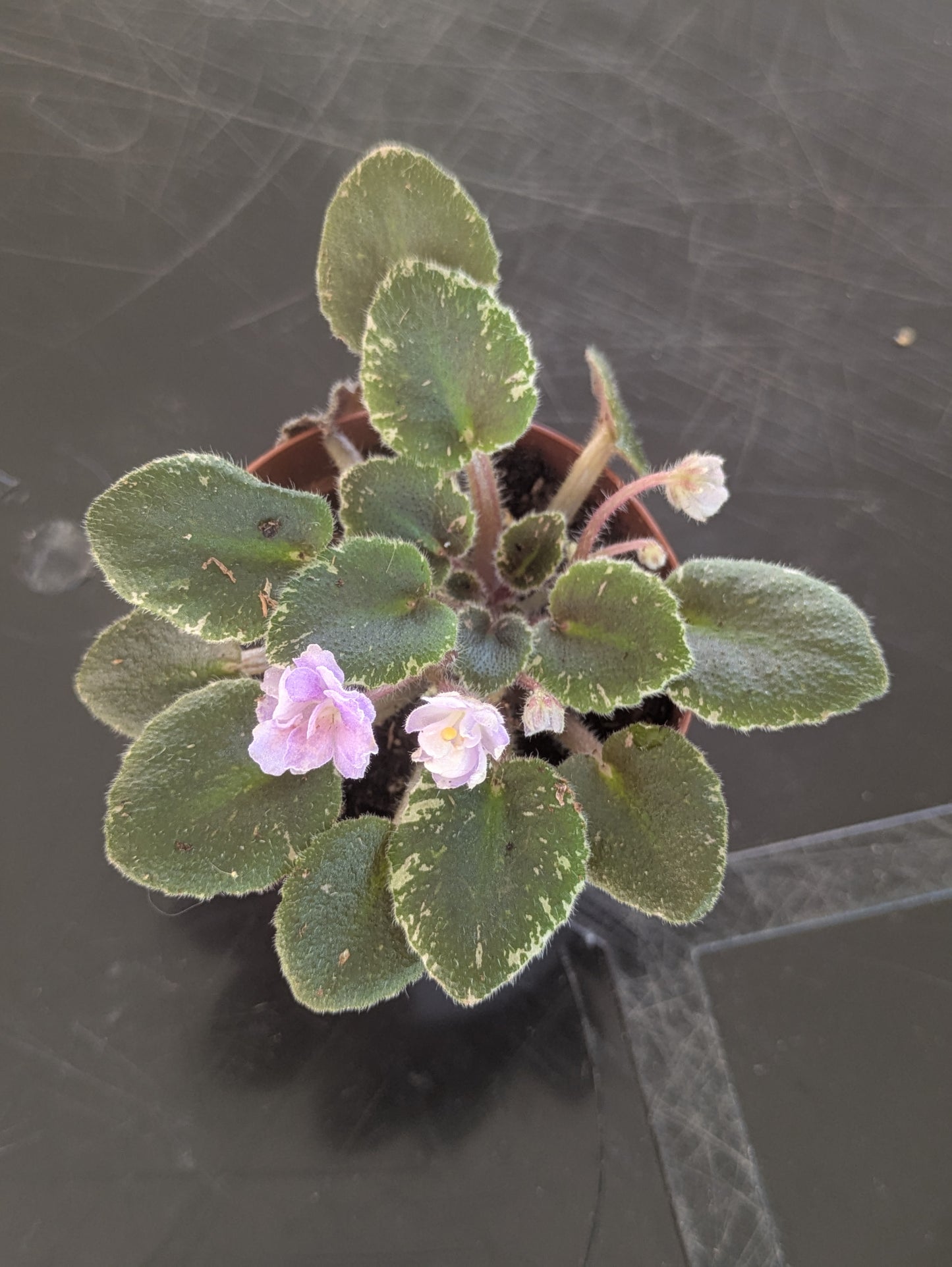Mini African Violet Variegated 'Toy Castle' 2"