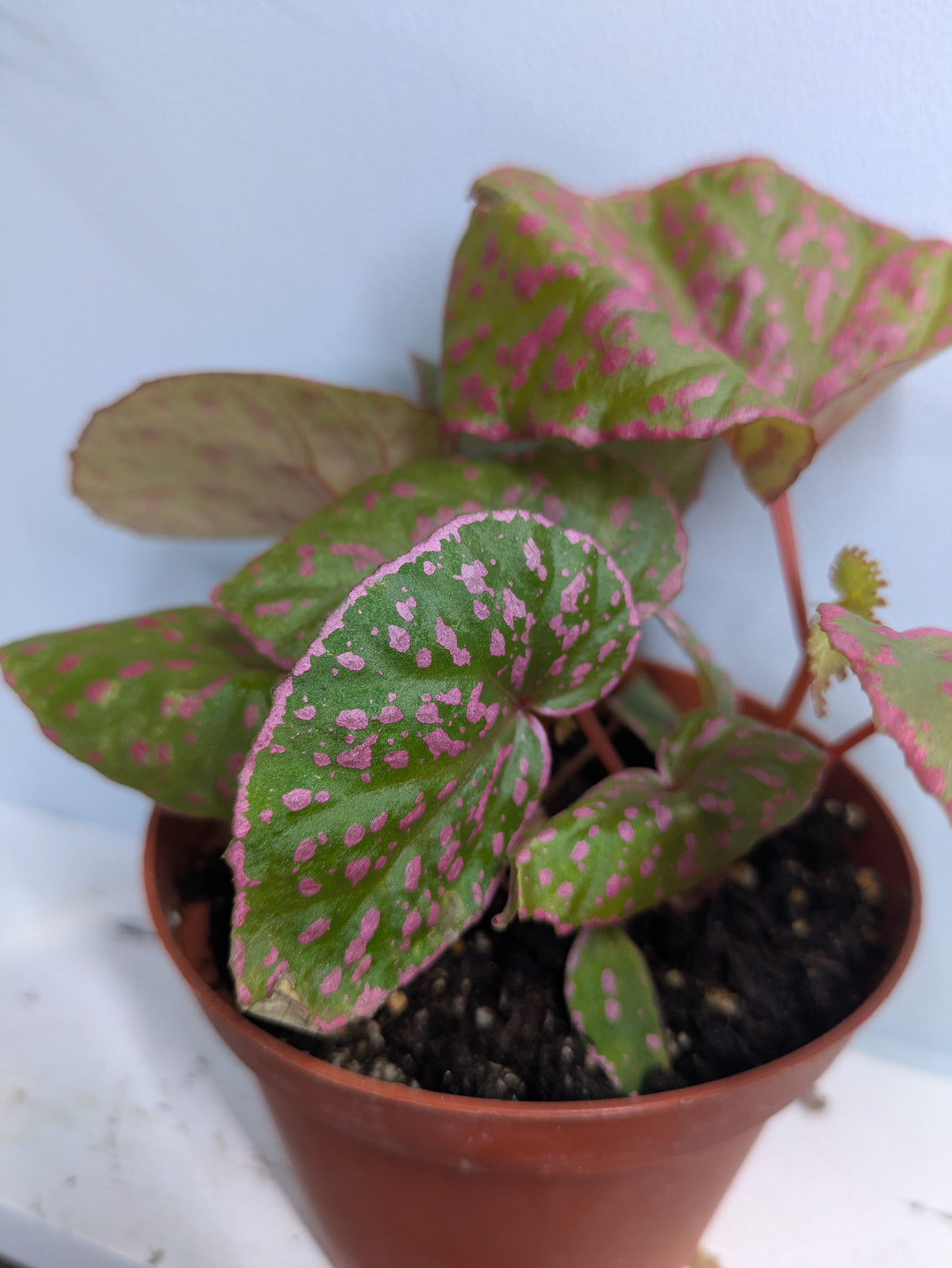 Begonia Roseopunctata Pink Polkadot Rare 4"